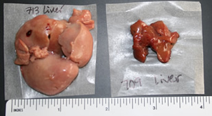 livers.html